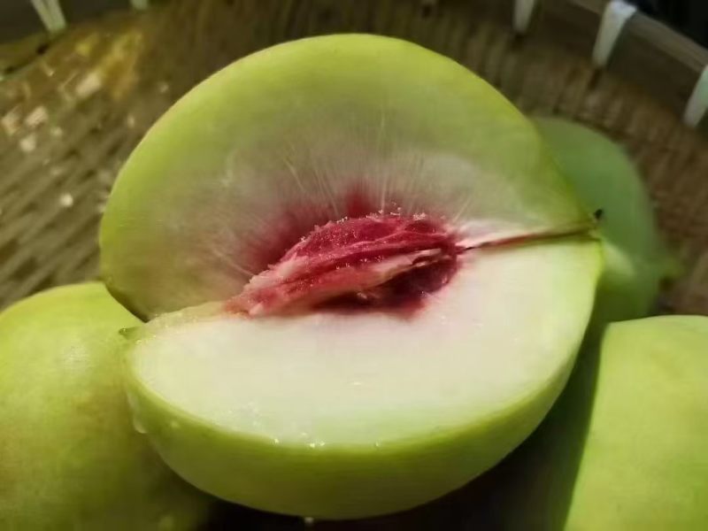 广东鹰嘴桃