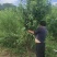 嫁接果桃树苗