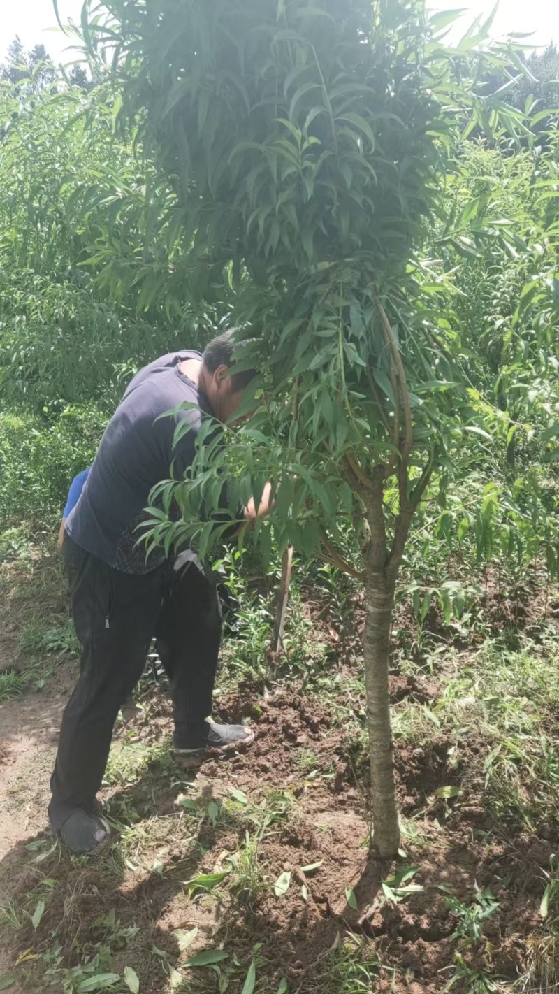 嫁接果桃树苗