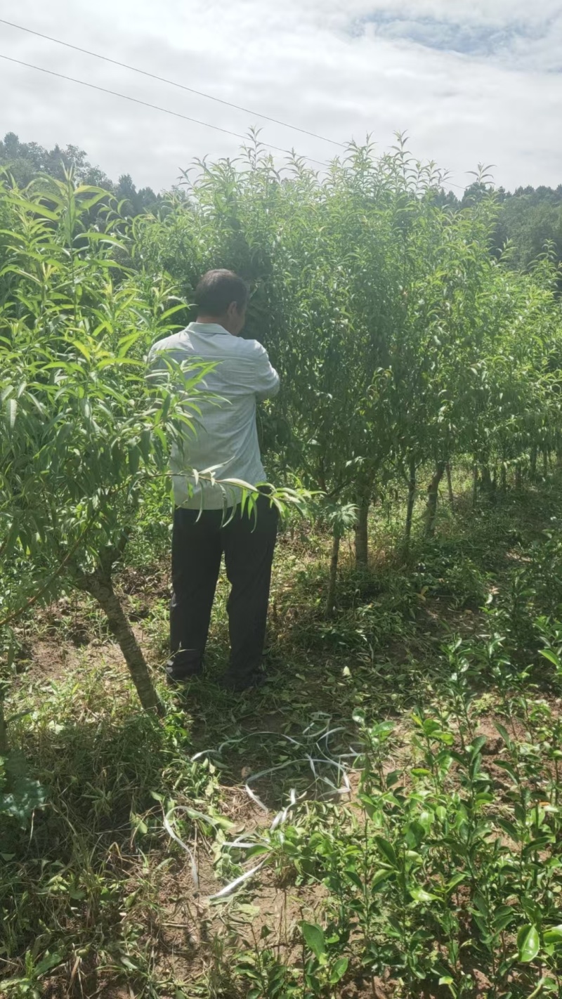 嫁接果桃树苗