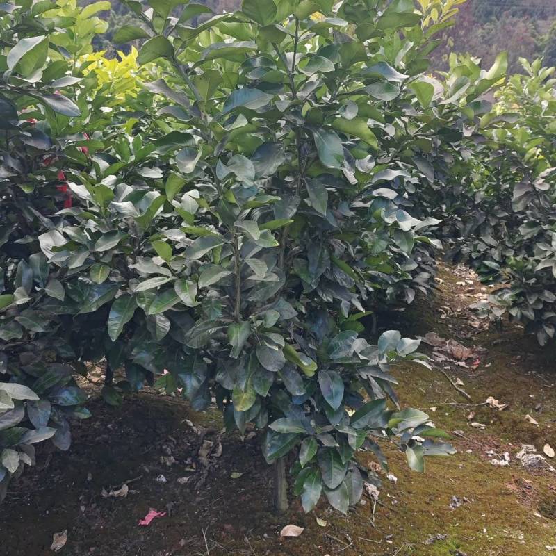 柚子树