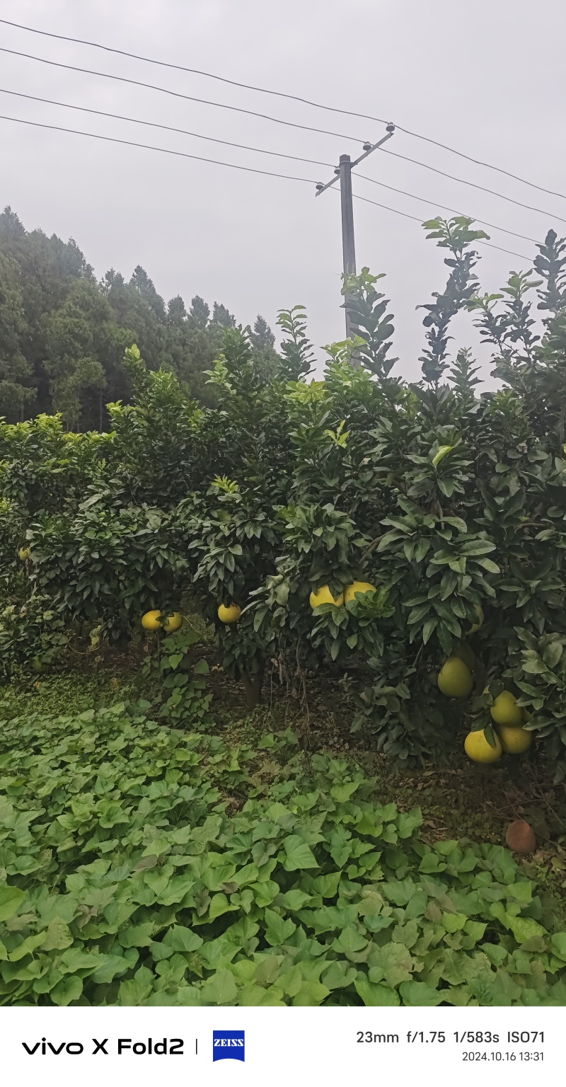 柚子树