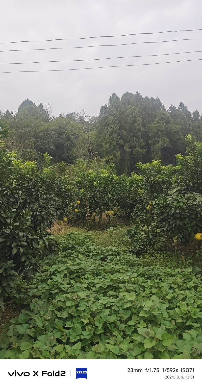 柚子树