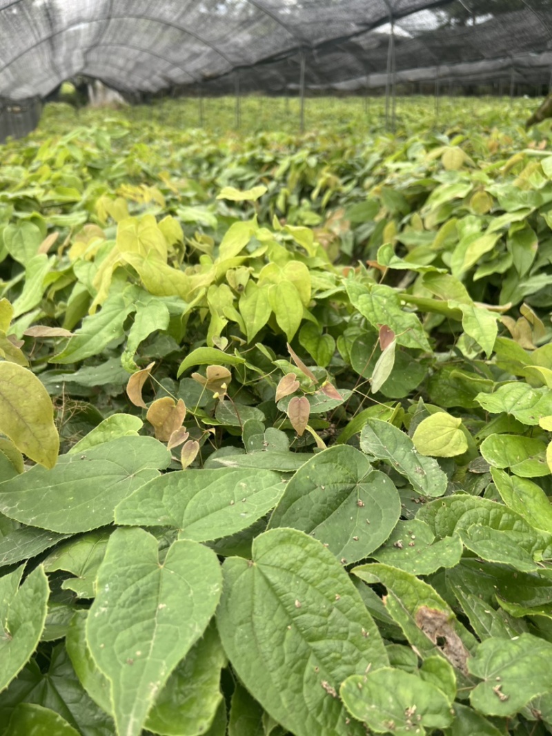 淫羊蒮苗；选对地块种淫羊藿稳产增收入，需要下单发给你们发货