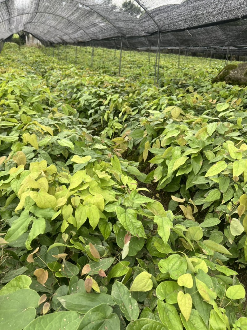 淫羊蒮苗；选对地块种淫羊藿稳产增收入，需要下单发给你们发货