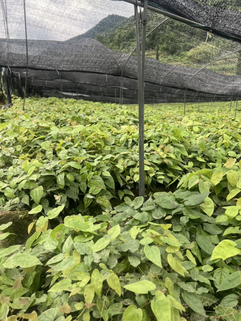 淫羊蒮苗；选对地块种淫羊藿稳产增收入，需要下单发给你们发货