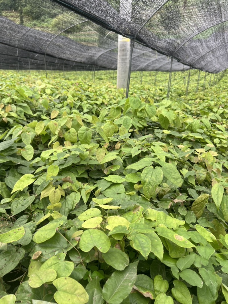 淫羊蒮苗；选对地块种淫羊藿稳产增收入，需要下单发给你们发货
