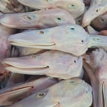 精品鸭头规格齐全精品鸭头普通鸭头大板白条鸭头欢迎咨询