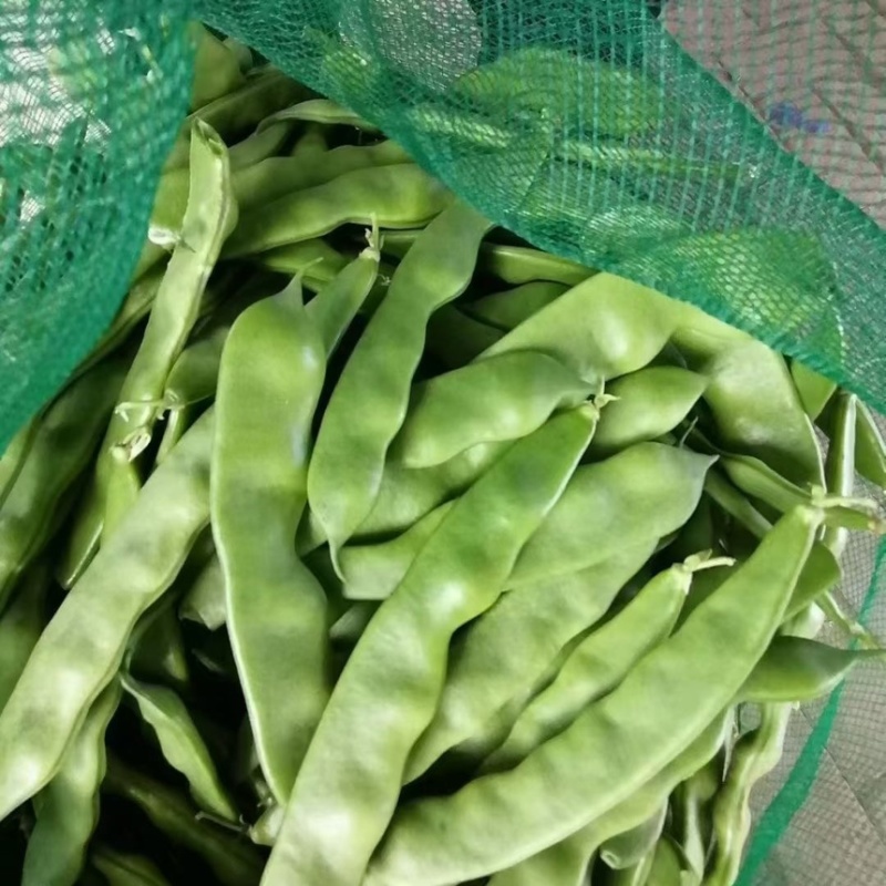 东北产地直发正宗九月青一点红油豆角，基地直供量大价优