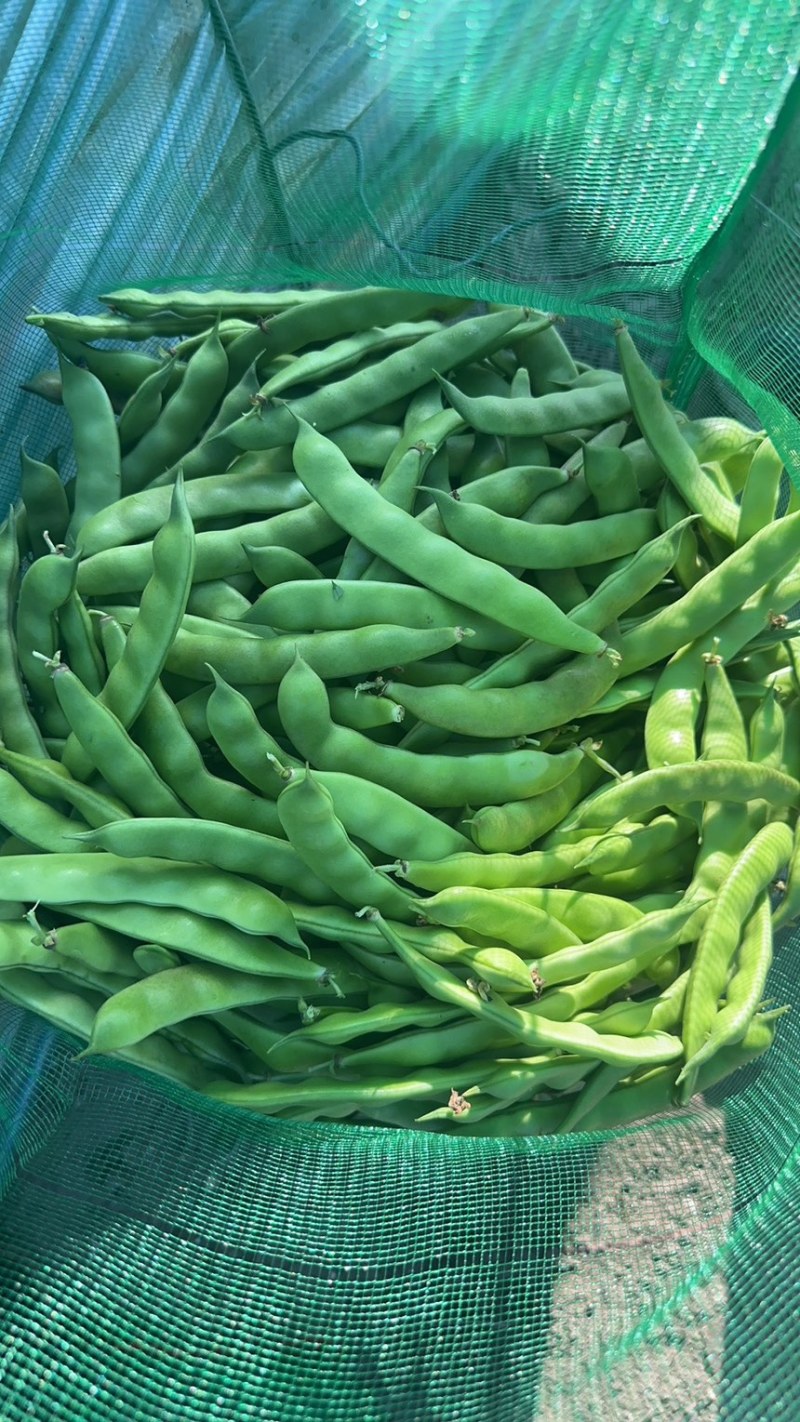 东北产地直发正宗九月青一点红油豆角，基地直供量大价优
