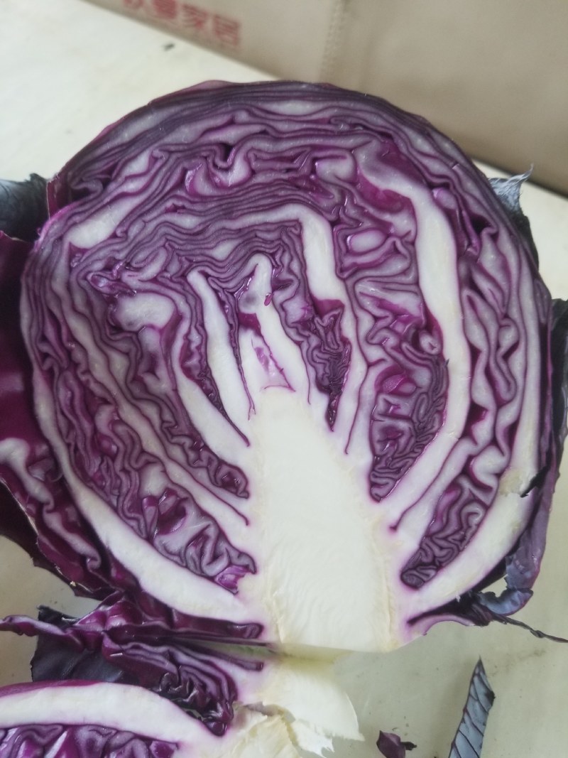 必久紫甘蓝