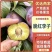 四川脆红李新货上市大量有货对接各大市场商超平台