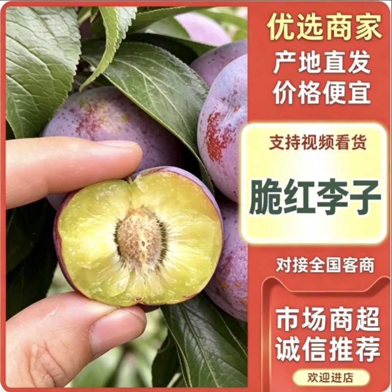 四川脆红李新货上市大量有货对接各大市场商超平台