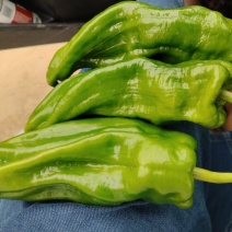 江苏精品薄皮椒大量上市万亩基地承接食堂电商市场商超