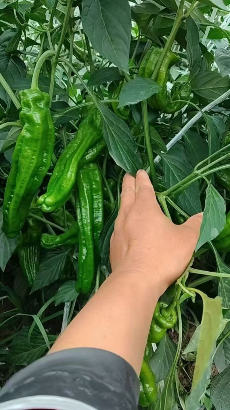 江苏精品薄皮椒大量上市万亩基地承接食堂电商市场商超