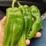 江苏精品薄皮椒大量上市万亩基地承接食堂电商市场商超
