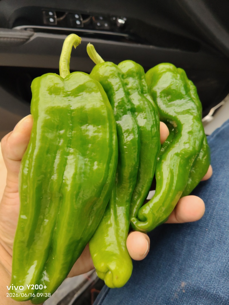 江苏精品薄皮椒大量上市万亩基地承接食堂电商市场商超