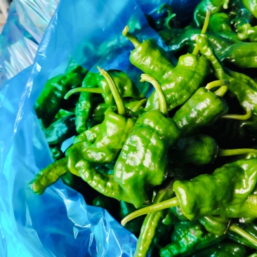 江苏基地精品皱皮大量上市对接市场，商超，平台，食堂