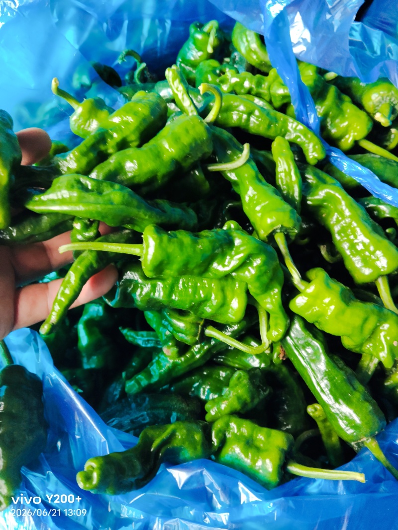 江苏基地精品皱皮大量上市对接市场，商超，平台，食堂