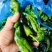江苏基地精品皱皮大量上市对接市场，商超，平台，食堂