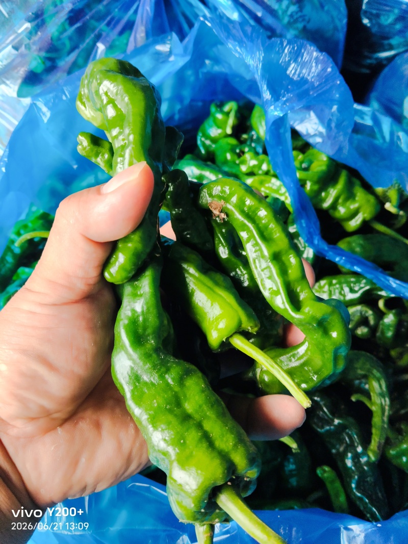 江苏基地精品皱皮大量上市对接市场，商超，平台，食堂