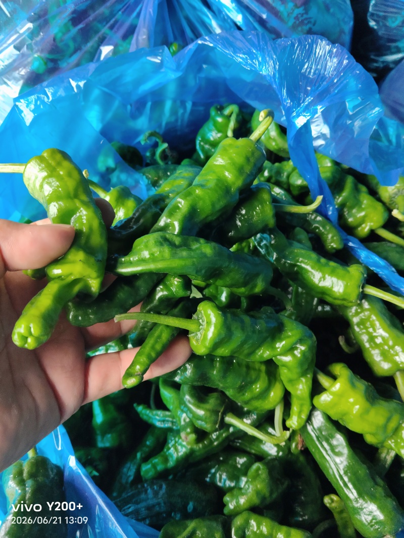 江苏基地精品皱皮大量上市对接市场，商超，平台，食堂