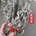 鹿茸草中药材干货白鸡毛鹿茸草六月霜千年艾正品批发零售