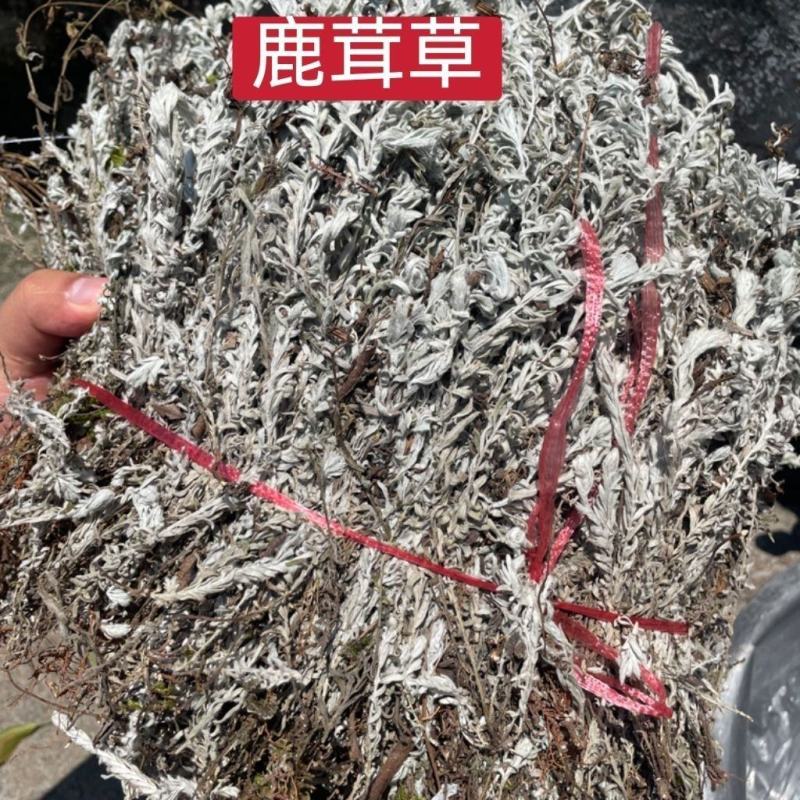 鹿茸草中药材干货白鸡毛鹿茸草六月霜千年艾正品批发零售