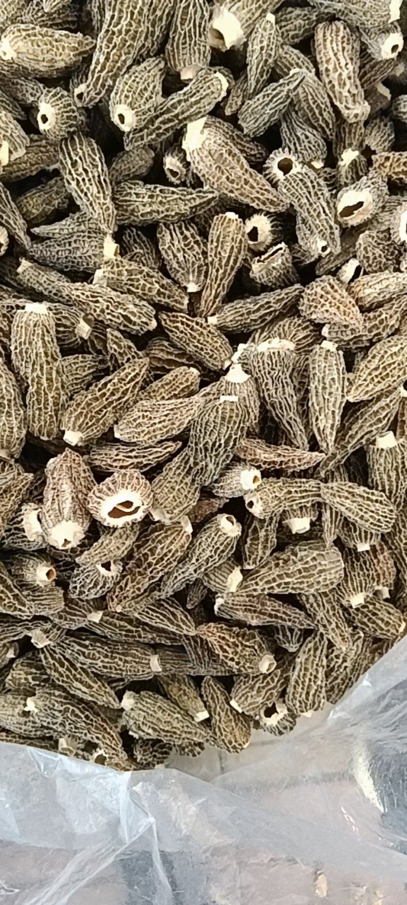 羊肚菌