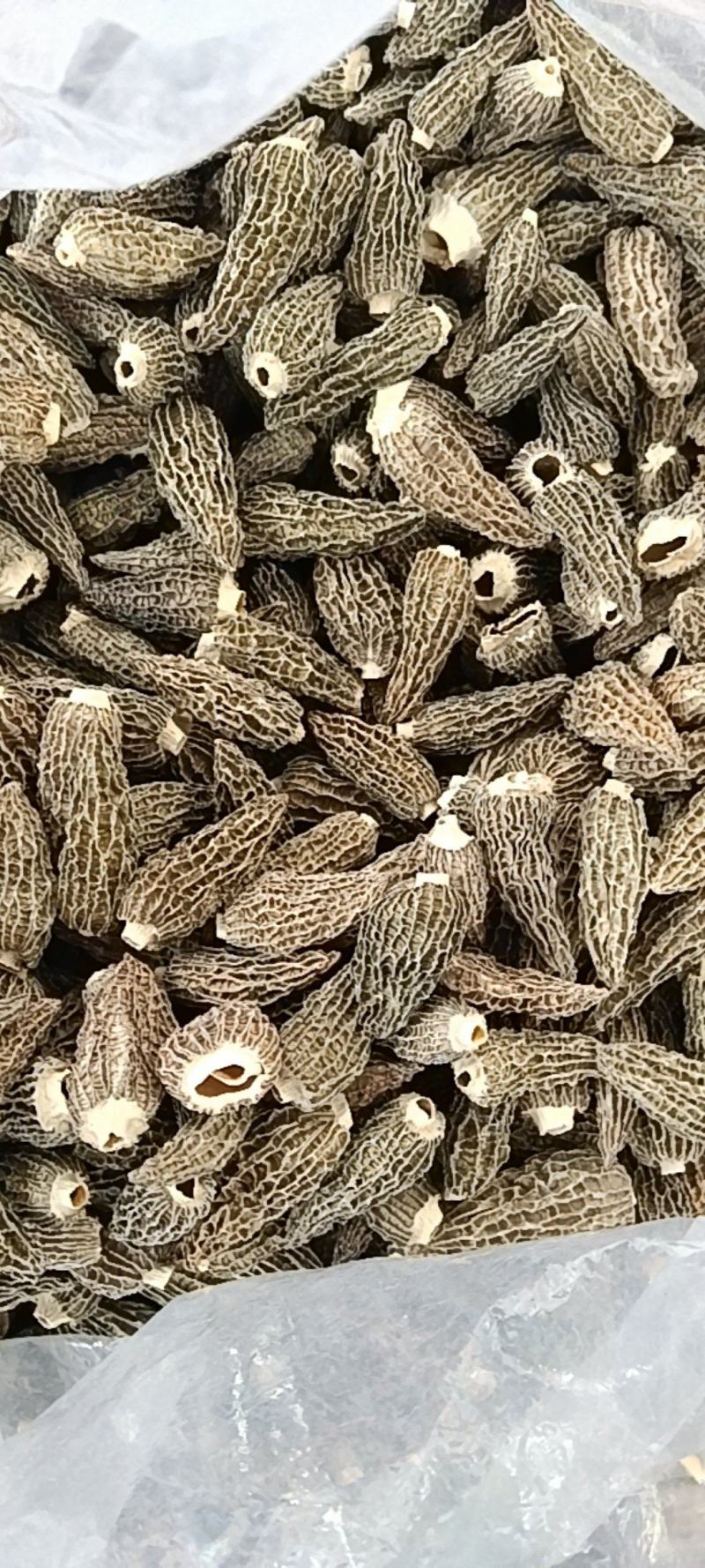 羊肚菌