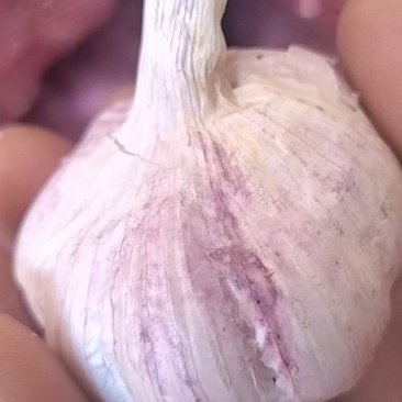 紫皮蒜