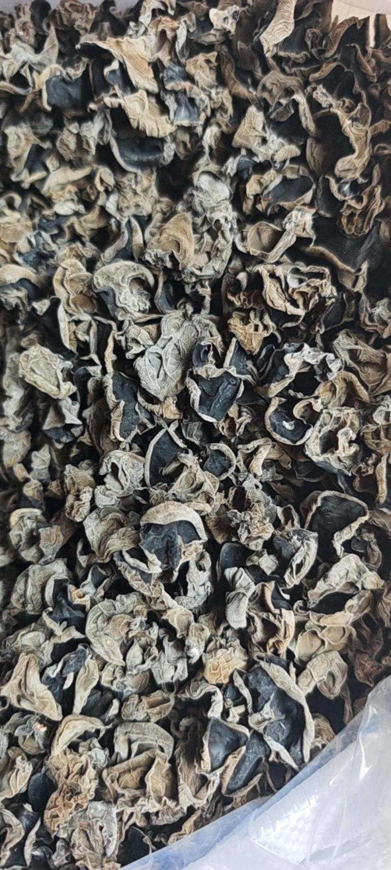 大劲菜黑厚1.2泡发率15斤以上干度可以夏