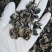 大劲菜黑厚1.2泡发率15斤以上干度可以夏