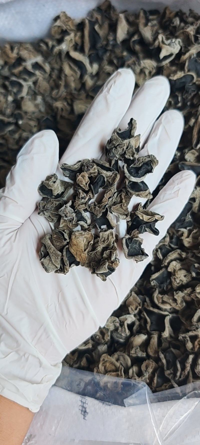 大劲菜黑厚1.2泡发率15斤以上干度可以夏