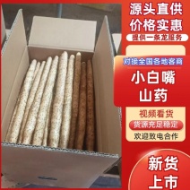 小白嘴山药铁棍山药，双棒山药，产地直供全年供应，全国发货