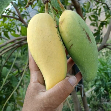 要象牙芒果的加微信***********