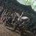【鲜鸭蛋】微山湖基地散养红心生鸭蛋，产地直发一手货源