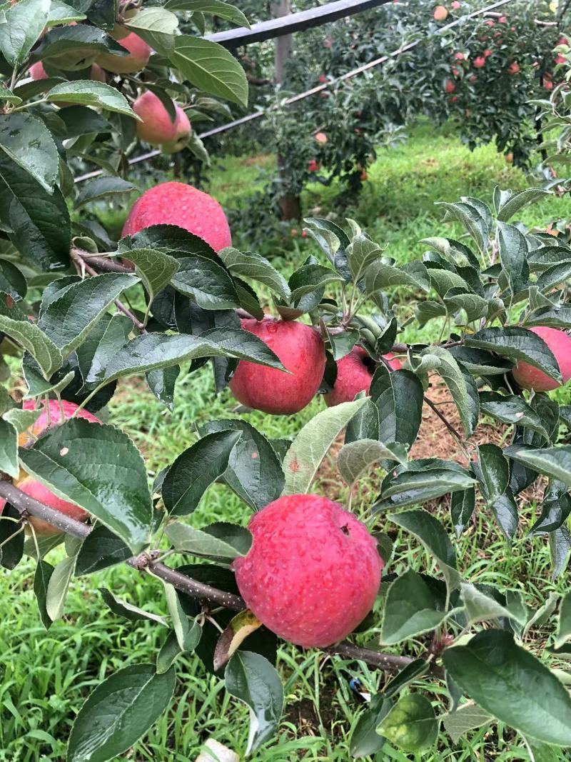 云南高山种植糖心苹果红露，华硕，红将军，嘎啦支持各大商超