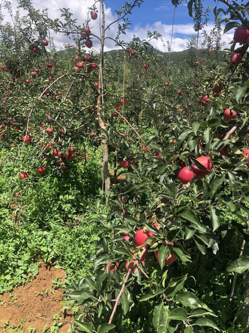 云南高山种植糖心苹果红露，华硕，红将军，嘎啦支持各大商超