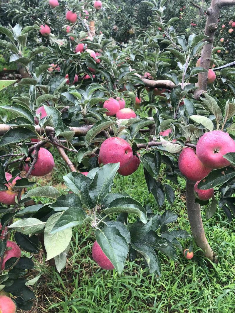 云南高山种植糖心苹果红露，华硕，红将军，嘎啦支持各大商超