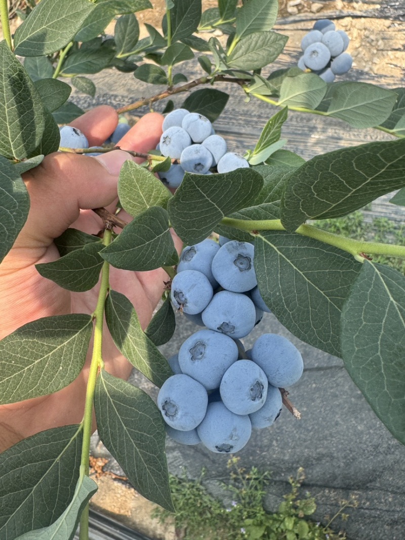 休伦蓝莓