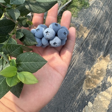 休伦蓝莓