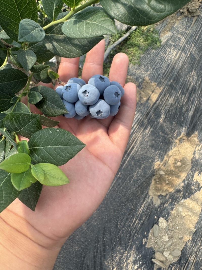 休伦蓝莓