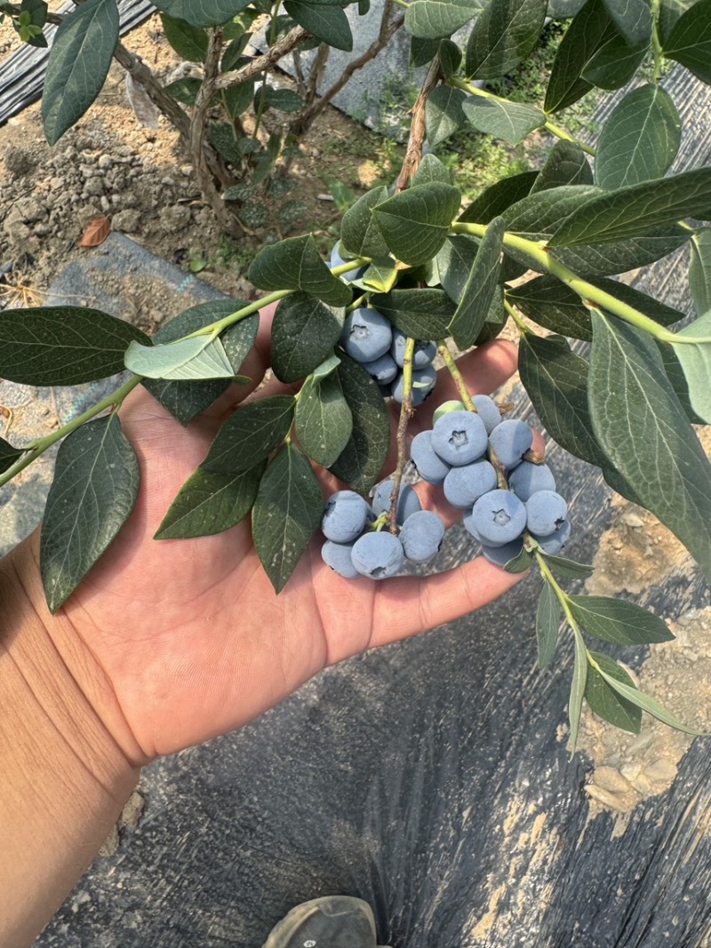 休伦蓝莓