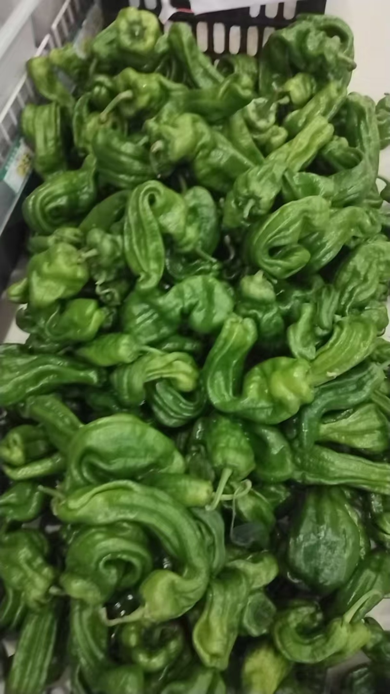 天镇县各种辣椒