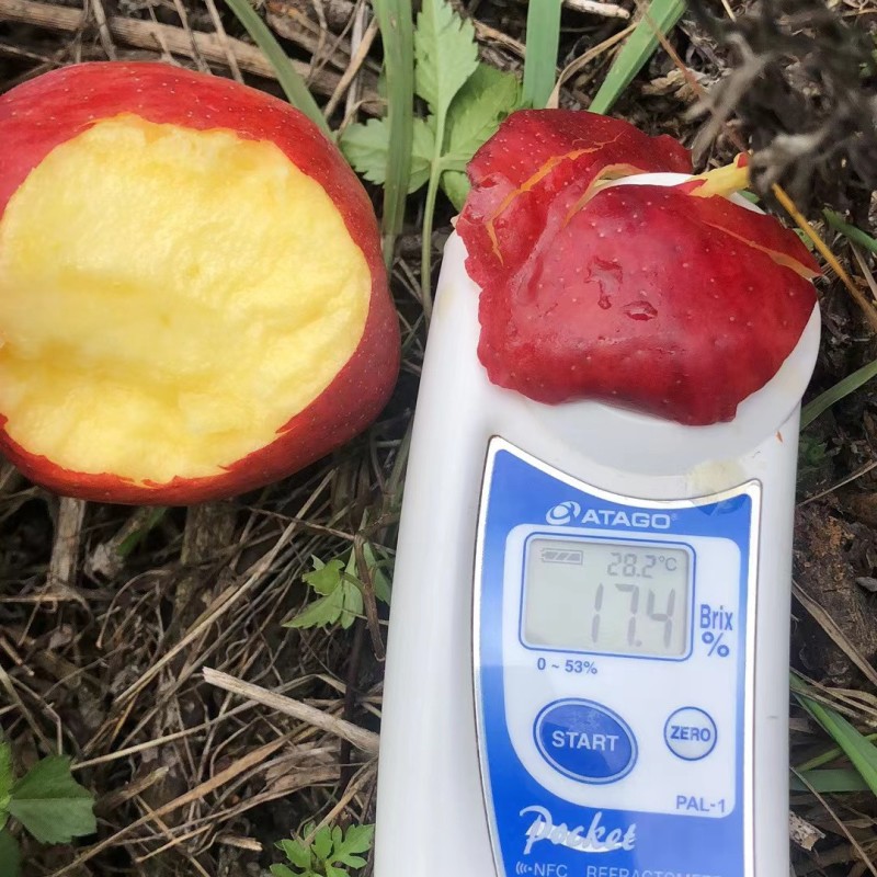 云南特早熟苹果，红露华硕，红将军，嘎拉，支持对接各大商超