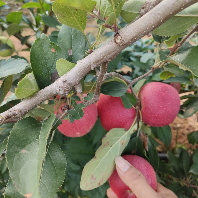 云南特早熟苹果，红露华硕，红将军，嘎拉，支持对接各大商超