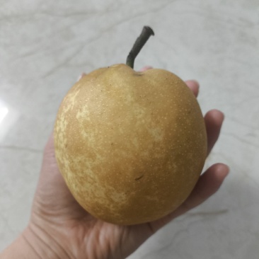 翠冠梨