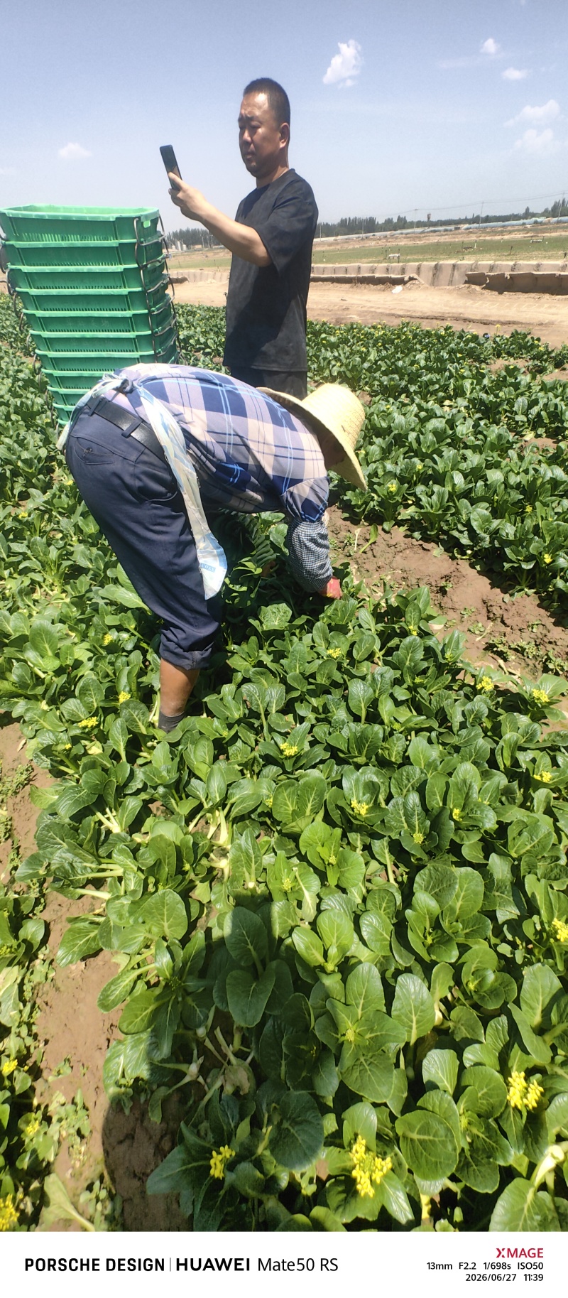 宁夏本地菜心，品类齐全，规格齐全，品质保证