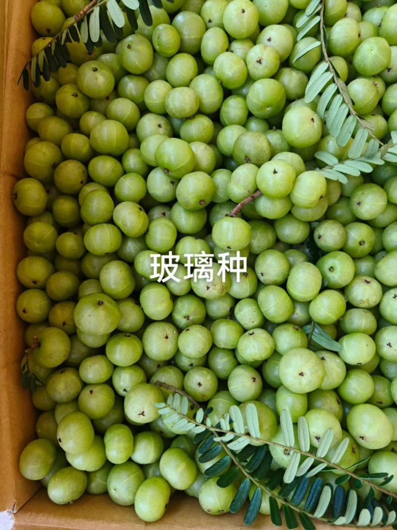 油甘果，应季新鲜水果目前是新油甘，供应赤皮和玻璃种。